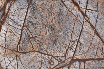 Rain Forest Brown
